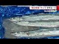 〈にいがた新鮮組〉秋を代表する人気の魚“サンマ”！　不漁が続く近年…今年は？ (21/09/13 18:59)