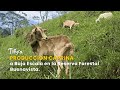 Producción Caprina a Baja Escala en la Reserva Forestal Buenavista - TvAgro por Juan Gonzalo Angel
