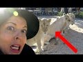 VLOG - DANS la CAGE aux  LIONS BLANCS du CIRQUE PINDER ! - On a évité l'accident