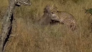 WE Safarilive- Male leopard Molwati killing a warthog!  No hunt.