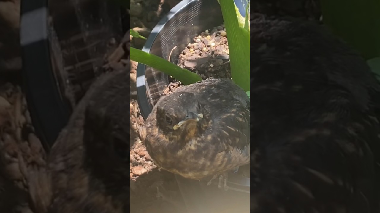 Pot birds digging up plants 