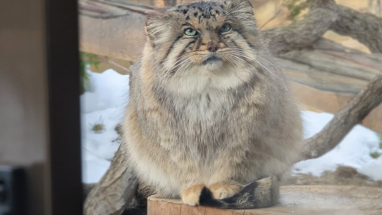 Бор, пушистый кот-манул, который использует свой хвост как подушку.