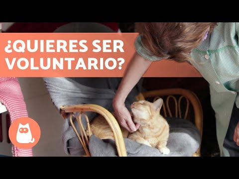 Video: Voluntariado En El Refugio De Animales - Cómo Ser Voluntario En Refugios De Animales