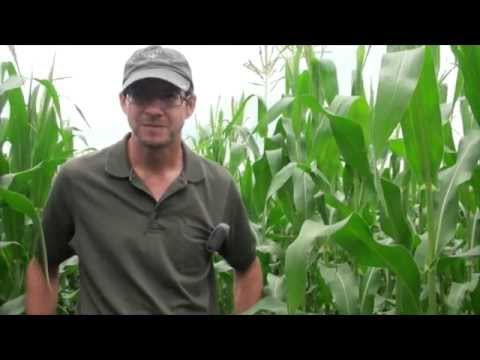 Video: Odkud pocházejí zavíječe kukuřičné?