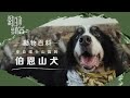 XXXX動物百科:拉得郁逾300公斤重物 伯恩山犬先天骨骼缺陷主人應如何照顧？