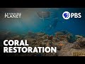 Coral Reef Restoration Challenges and Solutions