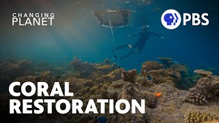 Floaty Boat, Revolutionizing Coral Larval Restoration | Changing Planet: Coral Special