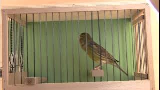 Timbrado Espanol Gesangskanarien