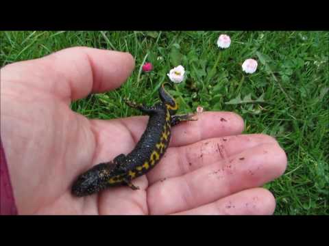 Video: Nya Arter Av Jättesalamander Upptäcktes I Florida