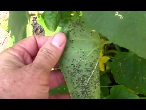 Video: Yuav ua li cas nrog aphids ntawm cucumbers sab nraum zoov