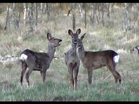 Video: Hvad betyder det, når et rådyr bræger?