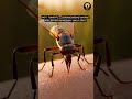 Top 10 Most Dangerous Insects to Humans #DangerousInsects #MosquitoFacts #InsectFacts #DeadlyInsects