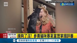 飼主帶愛貓參展 不爽評審一直摸 參賽黑貓突暴走失控'掌摑'評審│記者 林羿含│【國際大現場】20240126│三立新聞台