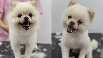 Hướng dẫn cắt tỉa lông phốc sóc tại nhà cực dễ|Dạy nghề cắt tỉa lông chó|Pomeranian grooming so cute