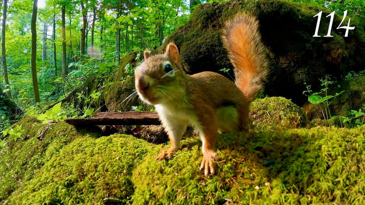 Cat TV: 3+ Hours of Relaxing Forest Wildlife: Chipmunks and Squirrels 4K. Ep. 114