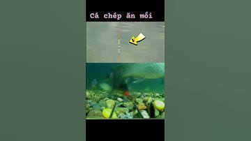 Nhịp phao cá chép ăn #câucá #fishing
