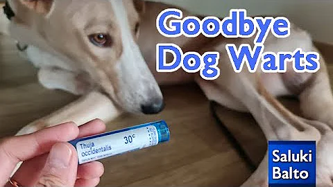 How long does dog papilloma last?