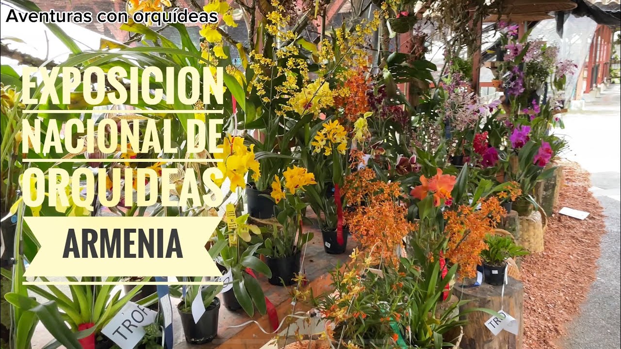 EXPOSICIÓN NACIONAL DE ORQUÍDEAS ARMENIA COLOMBIA