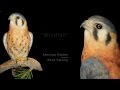 American Kestrel Wood Carvings