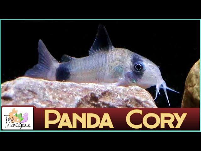 All About Panda Corydoras - Small, Gentle and Seriously Cute