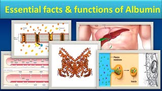 Download Lagu Essential facts \u0026 functions of Albumin.#mls#medilabacademy#albumin MP3 Download Lagu Essential facts \u0026 functions of Albumin.#mls#medilabacademy#albumin MP3