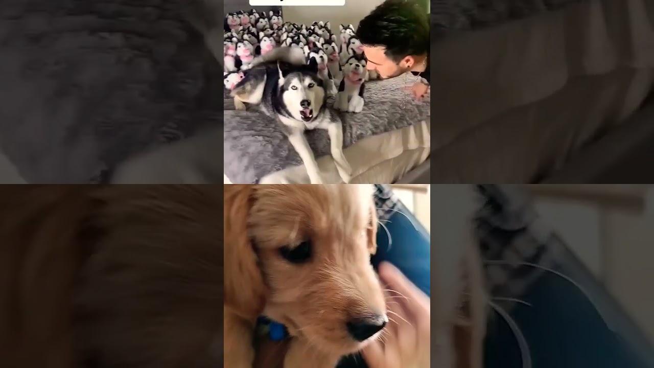 Surprising My Husky with 100 Puppies! 