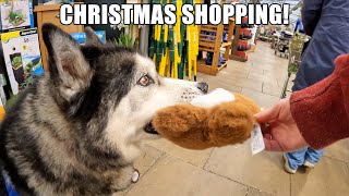 Husky Talks To Dog He Met Christmas Shopping!