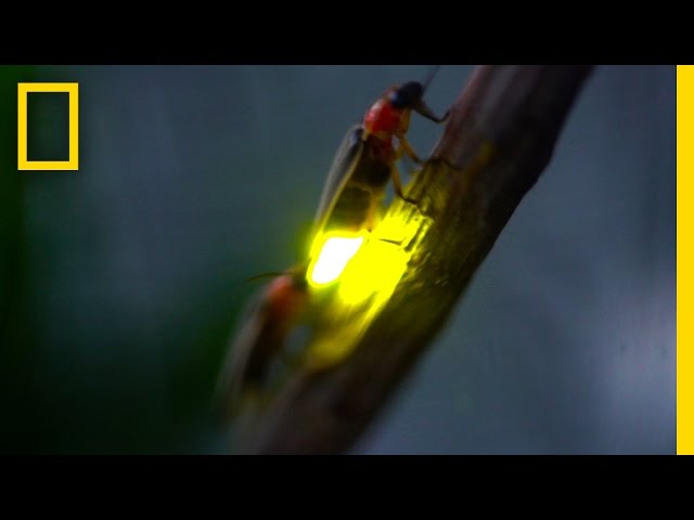 Watch: Fireflies Glowing in Sync to Attract Mates | National Geographic class=