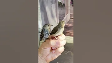 Птенцы серой мухоловки и пеночки