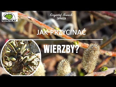 Wideo: Kiedy Wierzba Zostanie Poświęcona W Roku