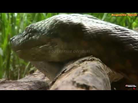 Video: Di mana anaconda hidup: habitat dan reproduksi