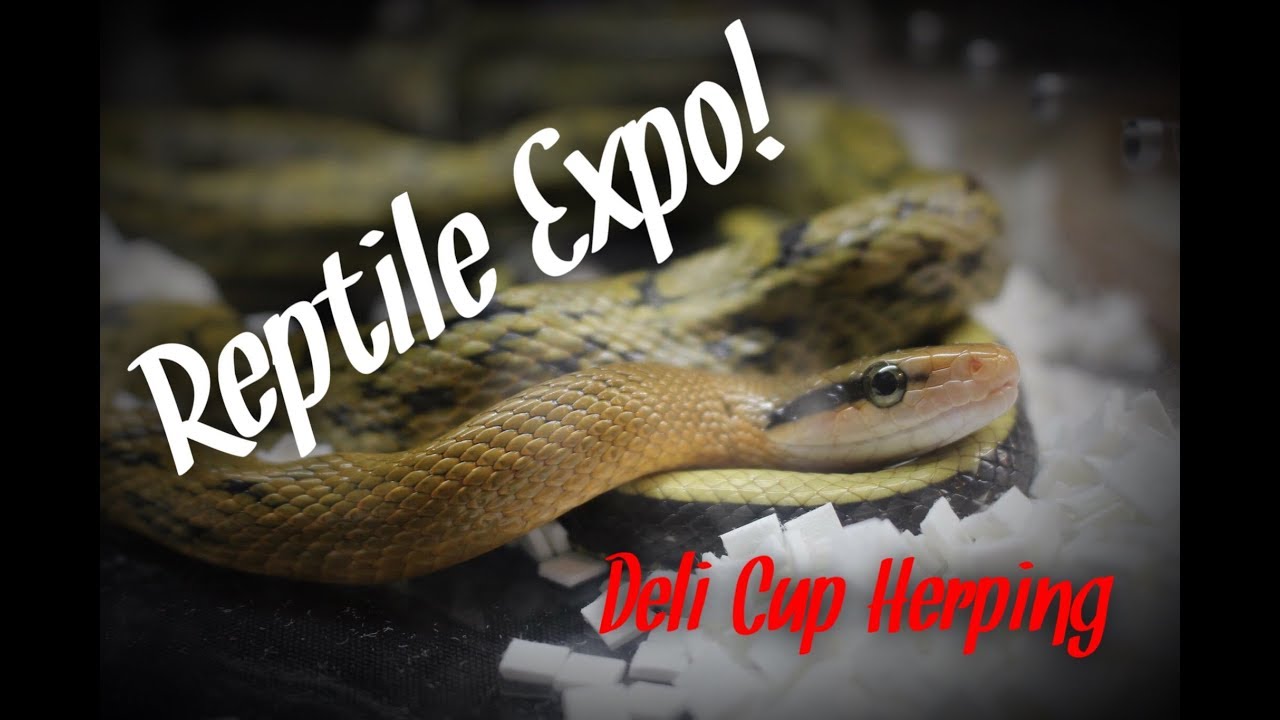 Taylor Michigan Reptile Show! - YouTube