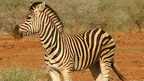 The Secret Life of Zebras | Survival, Stripes & Wild Behavior Documentary