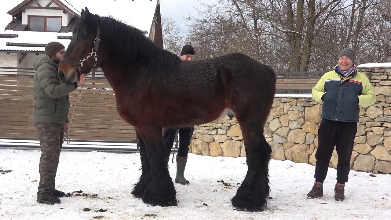 Caii lui Dan Visa de la Cluj - 2023 Nou!!!