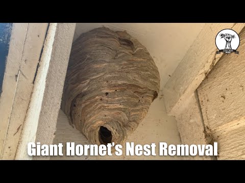 Hornet's Nest Removal - YouTube