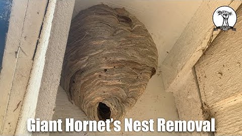 Hornet