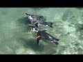 March of the Penguins 2020