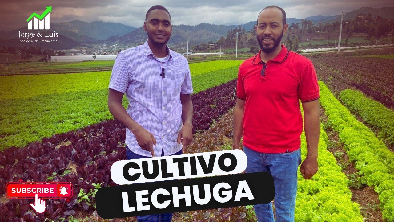 Агрономическое управление выращиванием салата 🥬 #салат #сельское хозяйство