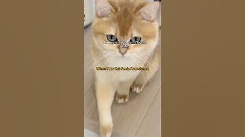 2 Moments When Cats Feel “Abandoned” — And How to Comfort Them #CatBehavior #CatAnxiety #CatLovers