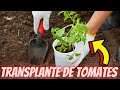 🍅Como trasplantar tomates 2021 // Muy fácil cultivo de tomates🍅