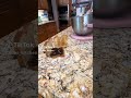 Toast?!