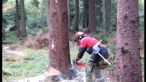 Complete processing of tree felling, limbing, handling a chainsaw Husqvarna 562 XP