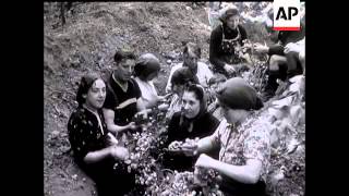 Hop Picking