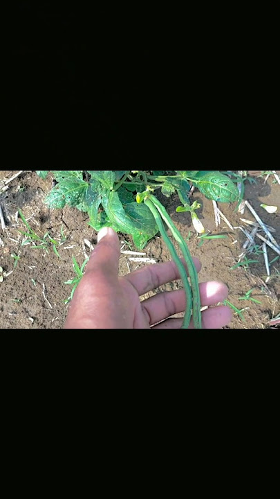 bisi 🌱#bisifarming #vlog #agriculture #remix #judunga