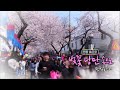 현장 속으로 [벚꽃 낭만 속으로 - 왕벚꽃축제] KBS제주 230329방송
