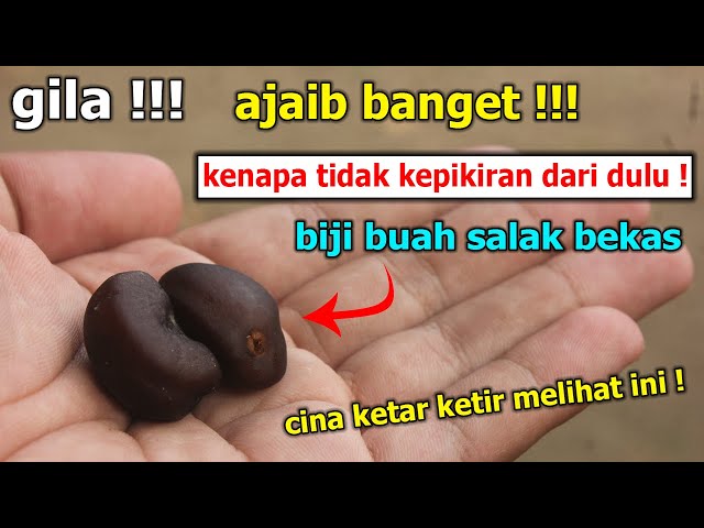 AFTER WATCHING THIS EVERYONE IS IMMEDIATELY LOOKING FOR USED SALAK SEEDS class=
