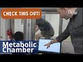 Metabolic Chamber | Check This Out!