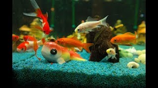 Cute Pet Fancy Goldfish  Cute Freshwater Fish In Water Tank
