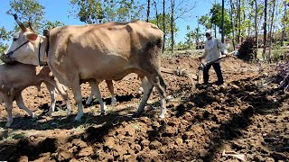 Bajak Sawah Tradisional - Membajak Ladang Pakai Sapi