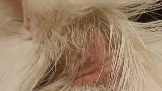 Ringworm in CatsCauses, Symptoms